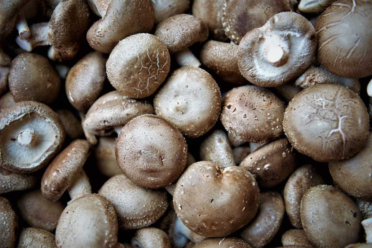 Effets secondaires des champignons shiitake : guide complet